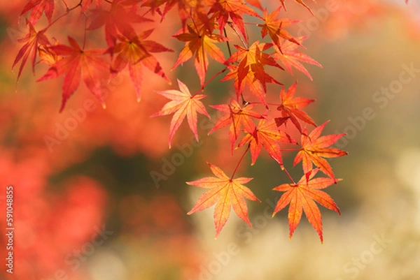 Fototapeta 秋・紅葉・もみじ