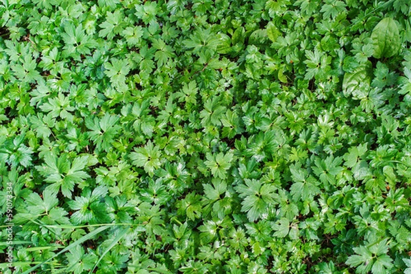 Fototapeta texture, background of Waldsteinia ternata leaves, top view, selective focus