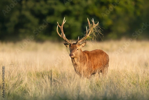 Fototapeta Red deer stag with grass on antlers during rutting season in autumn