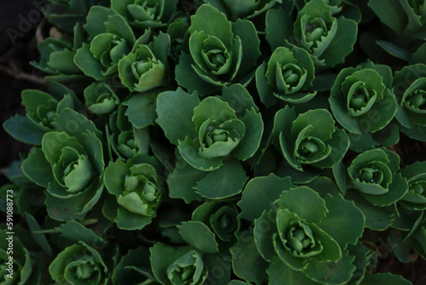 Obraz Green leaves wallpaper.