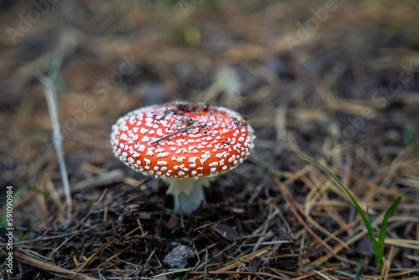 Obraz fly agaric mushroom