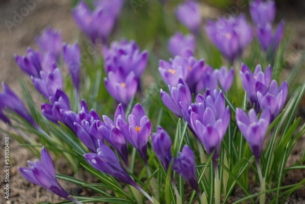 Obraz purple crocus flowers