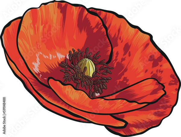 Fototapeta Delicate red poppy flower. Hand-drawn vector illustration.