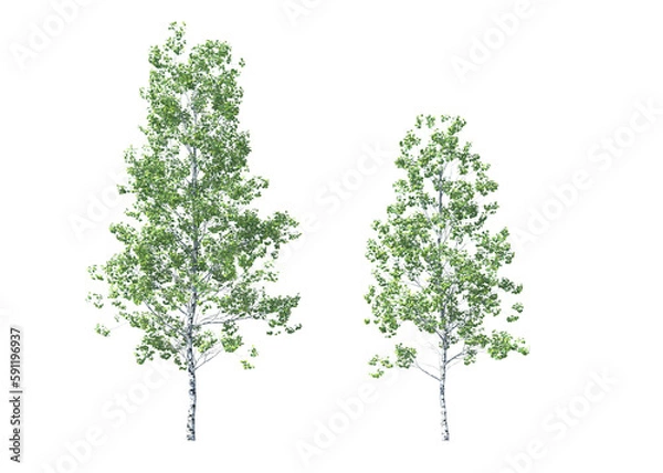 Obraz Populus tremuloides, quaking aspen, trembling aspen, American aspen, trembling poplar, white poplar, popple, golden aspen, mountain aspen, light for daylight, easy to use, 3d render, isolated