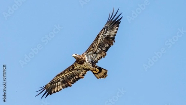 Fototapeta eagle in flight