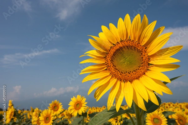 Fototapeta ヒマワリ畑と青空