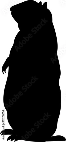 Obraz groundhog vector silhouette black one