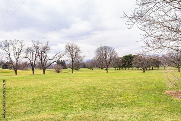 Obraz tree in the field