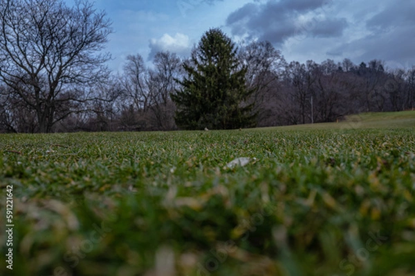 Obraz field of grass