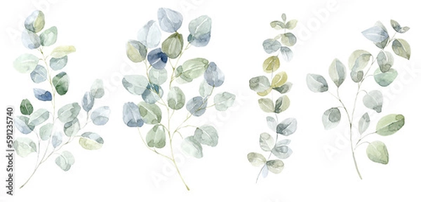 Obraz Green Eucalyptus Branches Set. Watercolor Illustration.