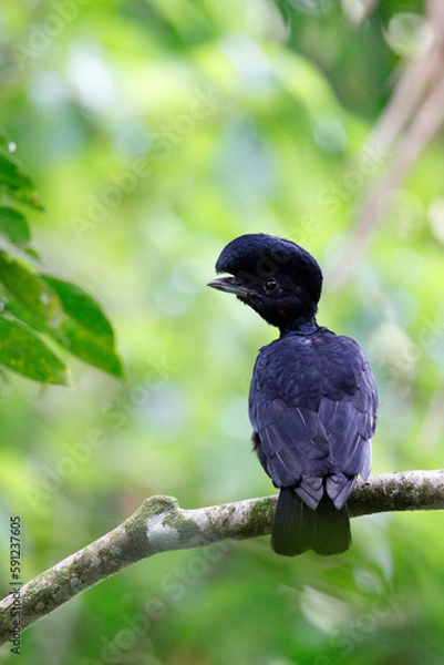 Obraz Bare-necked Umbrellabird