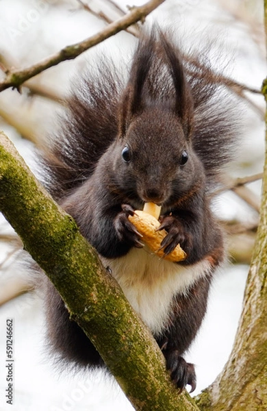 Obraz Eichhörnchen frisst Nuss