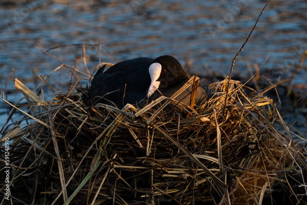 Obraz brütendes Blässhuhn