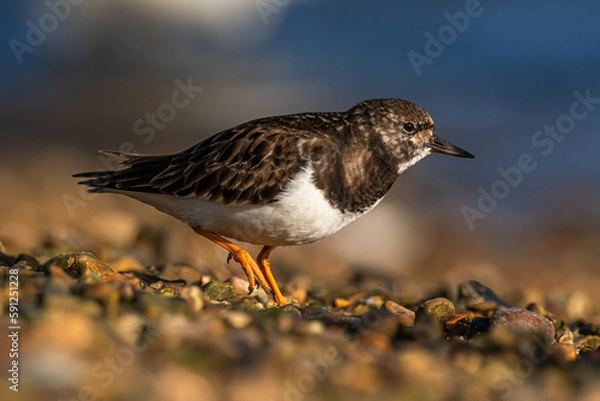 Obraz Ruddy Turnstone (Arenaria interpres)
