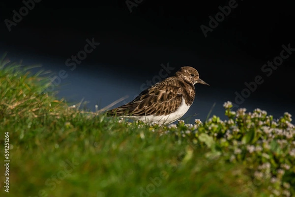 Obraz Ruddy Turnstone (Arenaria interpres)

