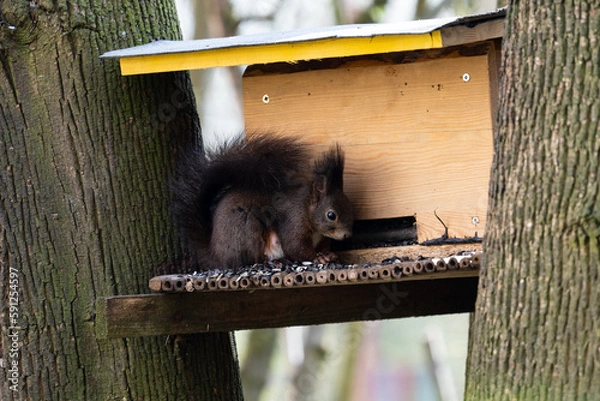 Obraz Eichhörnchen an der Futterstelle