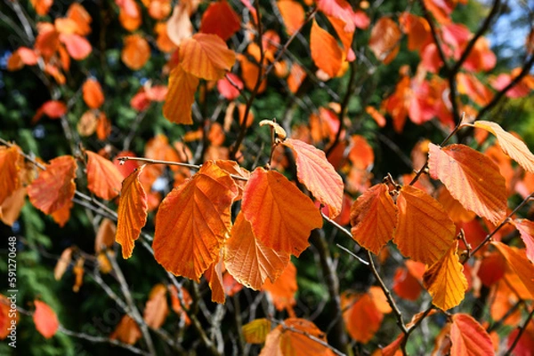 Obraz Zaubernuß mit toller Herbstfärbung