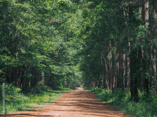 Obraz path in the forest