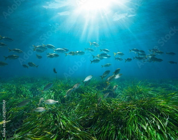 Obraz Seagrass with fish and sunlight underwater in the Mediterranean sea (Posidonia oceanica seagrass and Sarpa salpa fish), French riviera, France
