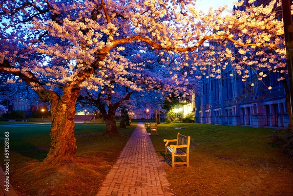 Obraz Cherry Blossoms at Sunrise