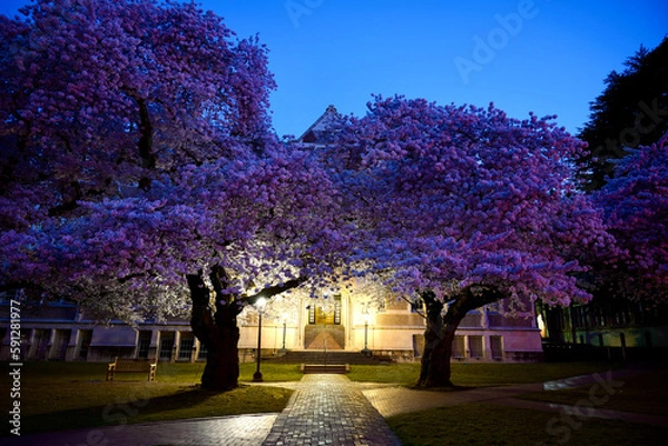 Obraz Cherry Blossoms at Sunrise