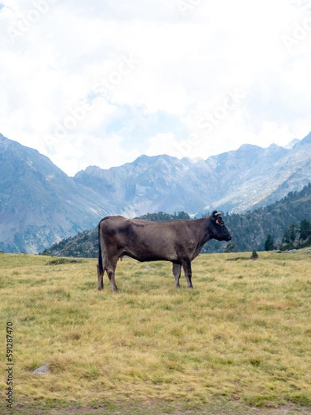 Fototapeta cows in the mountains