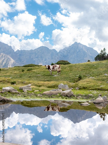 Obraz Pond reflect cow