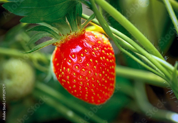 Fototapeta strawberry fraise macro gros plan