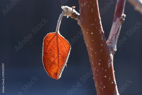 Obraz Leaf in winter