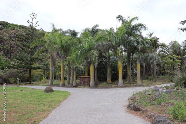 Fototapeta Canary palms