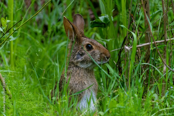 Obraz Swamp Rabbit