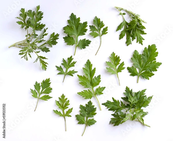 Obraz 白背景にフレッシュな蓬の葉、よもぎ、ヨモギの葉の切り抜き素材、薬草

