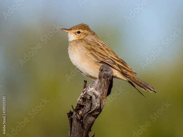 Obraz Rufous Songlark in Queensland Australia