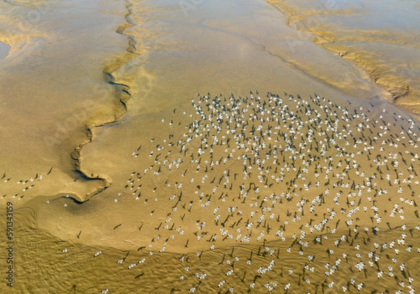 Obraz Elks Run in Dafeng Elk National Nature Reserve in Yancheng
