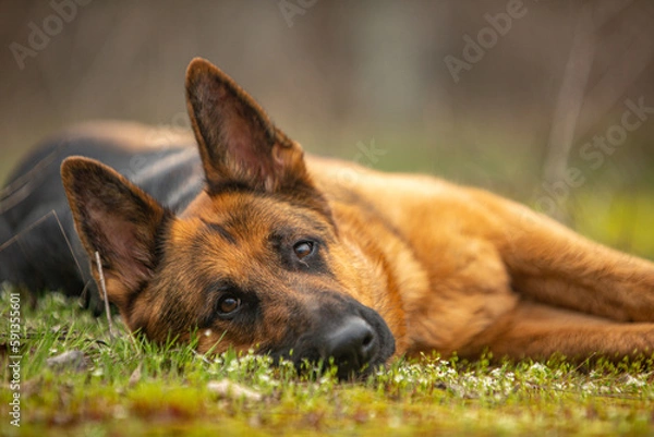 Obraz german shepherd dog