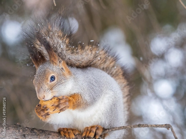 Fototapeta The squirrel with nut sits on tree in the winter or late autumn