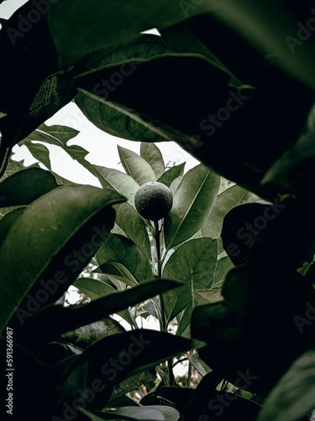 Obraz A small green malta.