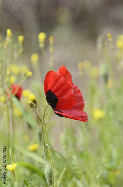 Obraz blooming red poppies in the field
