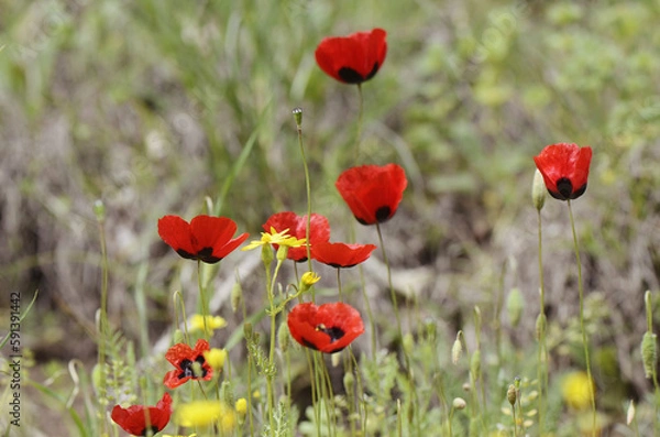 Obraz blooming red poppies in the field