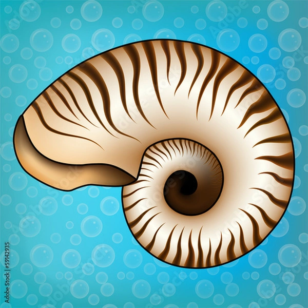 Fototapeta Nautilus