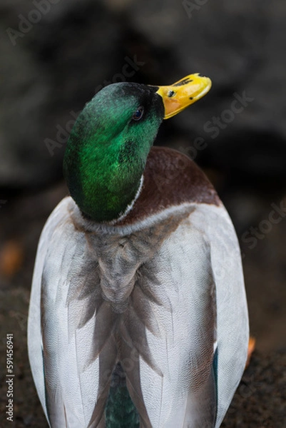 Fototapeta Duck from above