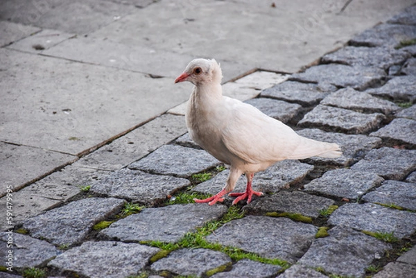 Obraz Biały gołąb