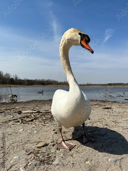 Fototapeta Closeup of a curious white swan on a sandy beach