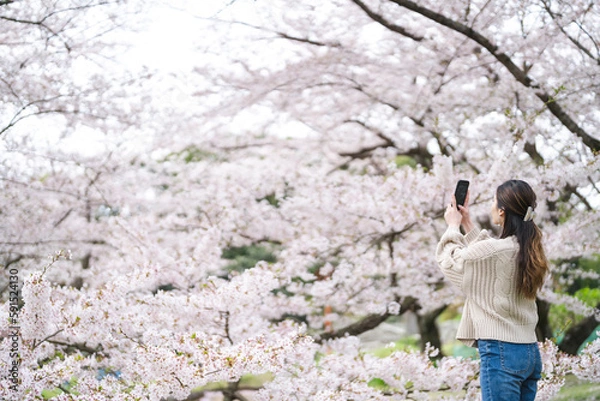 Fototapeta 桜の花と女性