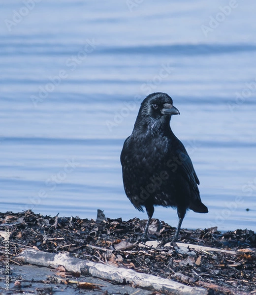 Obraz schwarzer Rabe -black crow-