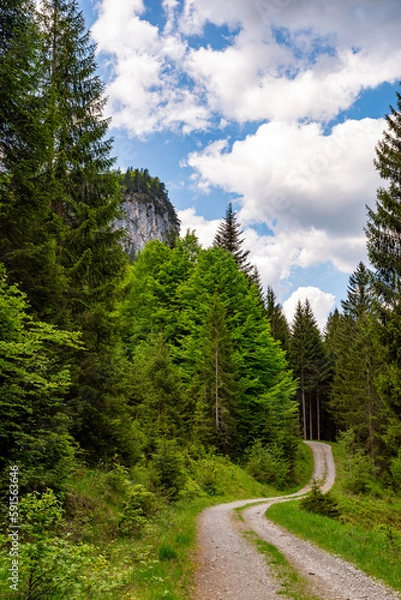 Obraz Gravel road through the green forest on a beautiful day, blue sky with white clouds and mountain peak in the background, Tyrol, Austria