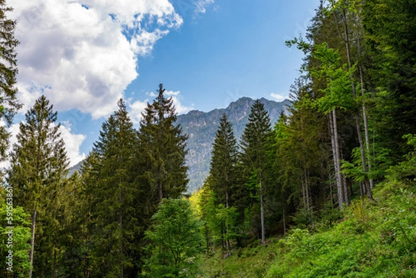 Obraz View through the forest to the peaks of the Austrian Alps on a beautiful sunny day