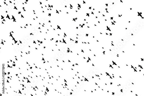 Obraz flying bird with transparent background