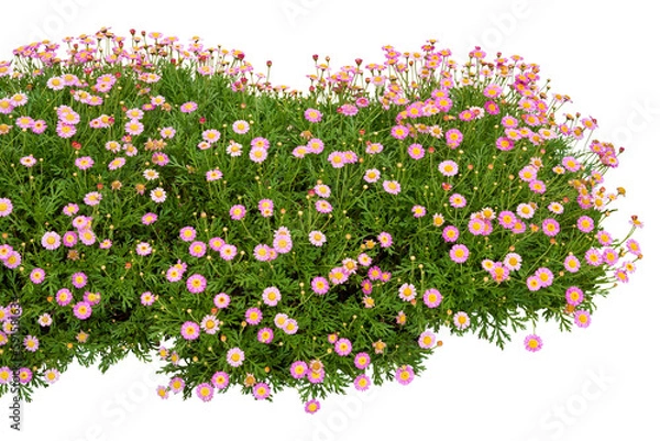 Obraz Pink flowers isolated on white. PNG file.