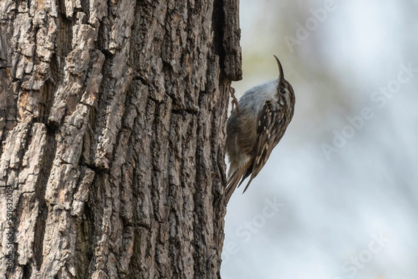Fototapeta Baumläufer